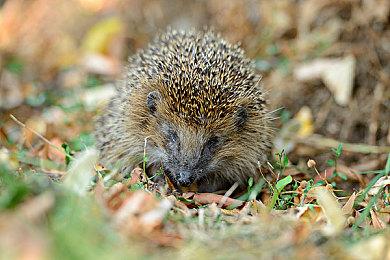 《祇：女神之道》9分钟实机 动作和战略兼具